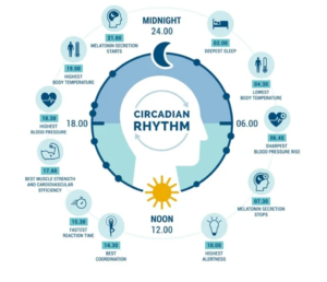 Circadian Rhythm