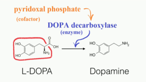 DOPA decarboxylase
