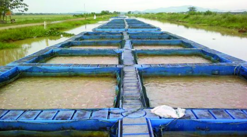 மீன் வளர்ப்பாளர் செந்தில்குமார் குளத்தை ஆய்வு செய்கிறார்.