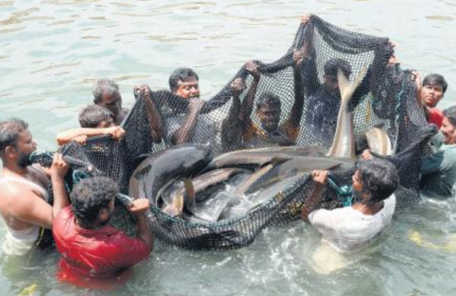 ரோகு, கட்லா, மிர்கால் மீன் குஞ்சுகள்.