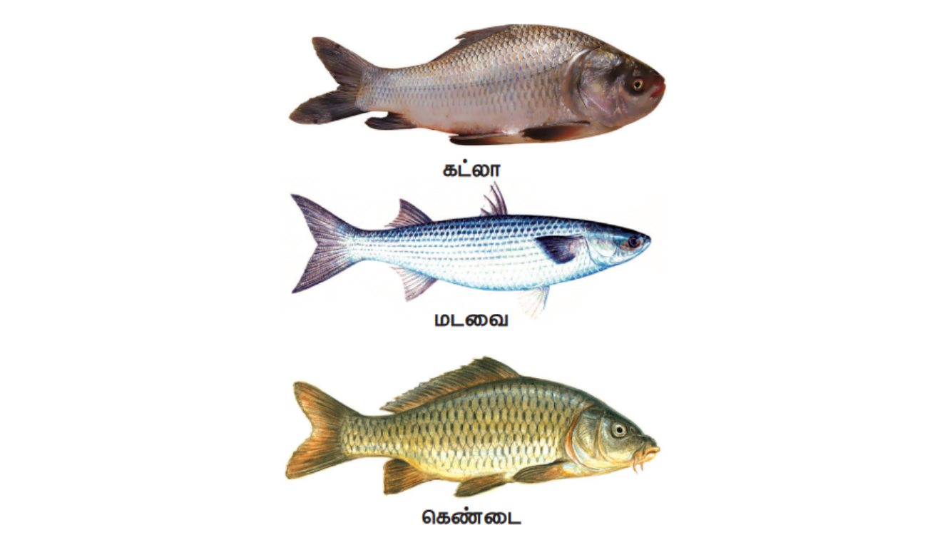 மீன் குஞ்சுகளை ஆக்ஸிஜன் பைகளில் அடைக்கும் ஊழியர்கள்.