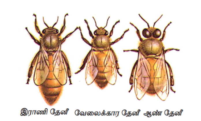 வண்ணமயமான பூக்களில் தேனைச் சேகரிக்கும் ஒரு தேனீ, பின்னணியில் ஒரு蜂க்கூடு தெரிகிறது.