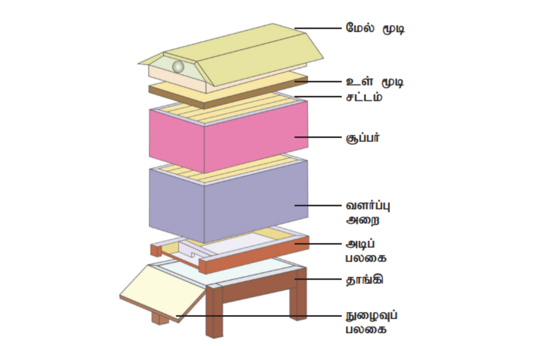 ராணித் தேனீ முட்டையிடும் காட்சி.