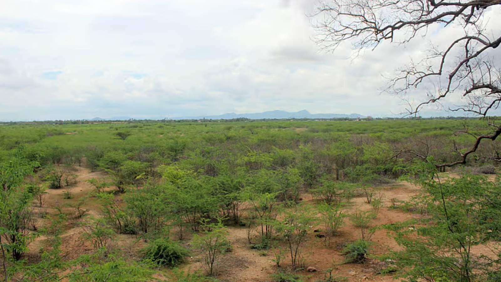 வறண்டு கிடக்கும் தமிழகத்தின் மூன்றாவது பெரிய பஞ்சப்பட்டி ஏரி.