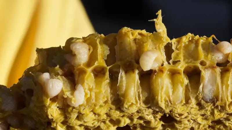 தேனீக்கள் புழுக்களுக்கு ராயல் ஜெல்லியை ஊட்டுதல்