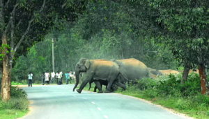 வனவிலங்கு