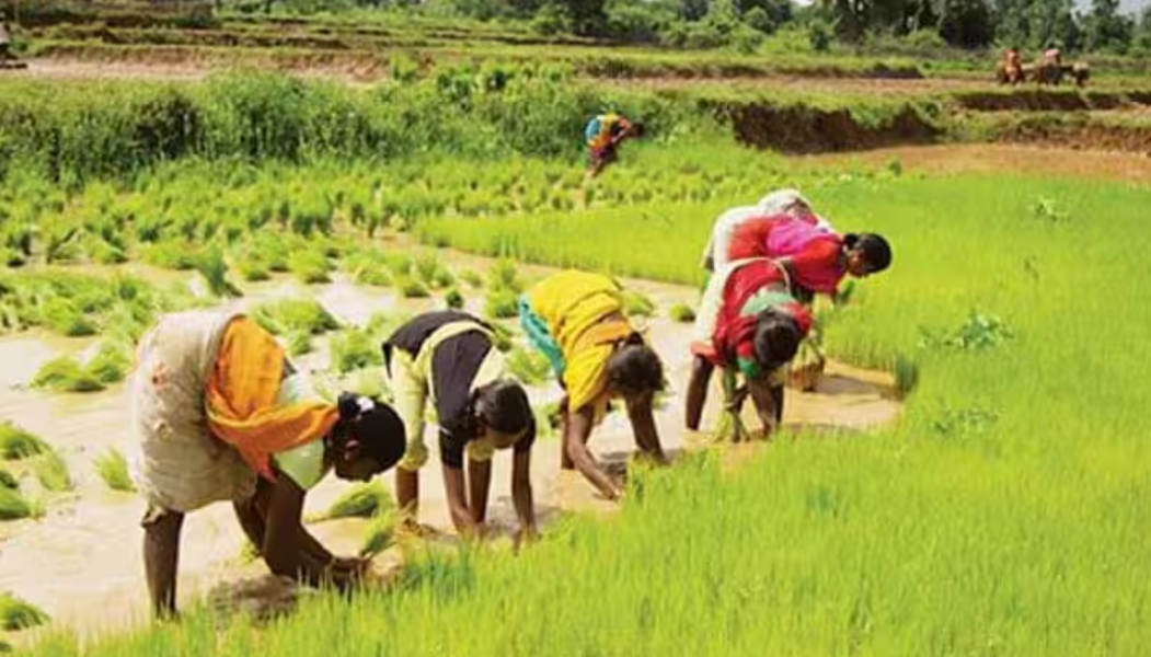 குறுவை சாகுபடிக்கு நாற்று நடும் விவசாயிகள்